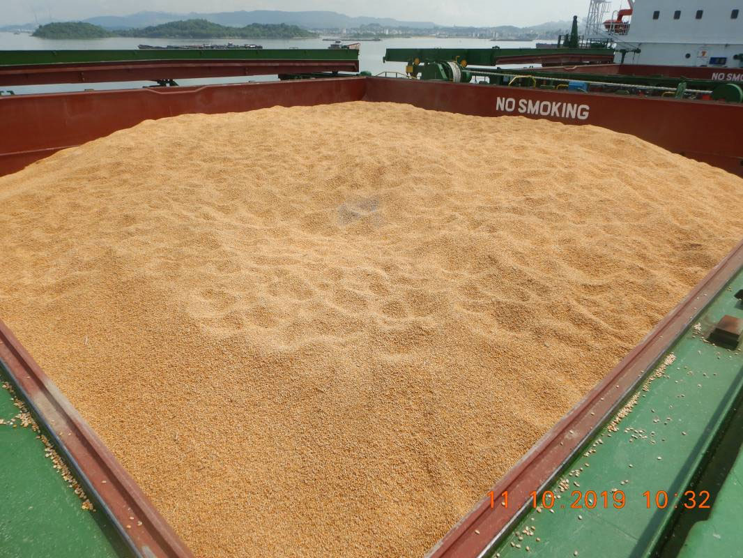 DAMAGED SURVEY ON CARGO - CORN IN BULK