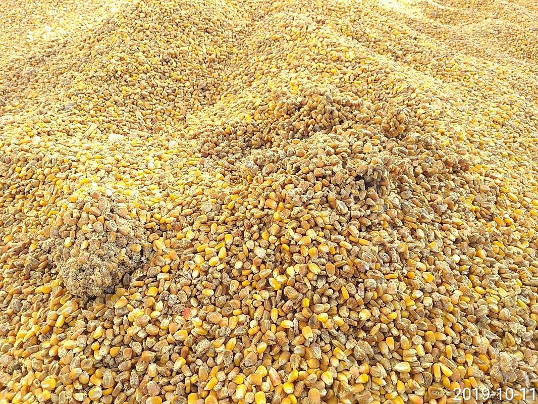 DAMAGED SURVEY ON CARGO - CORN IN BULK